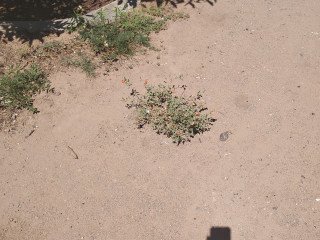 IMG_20250709_145146431
